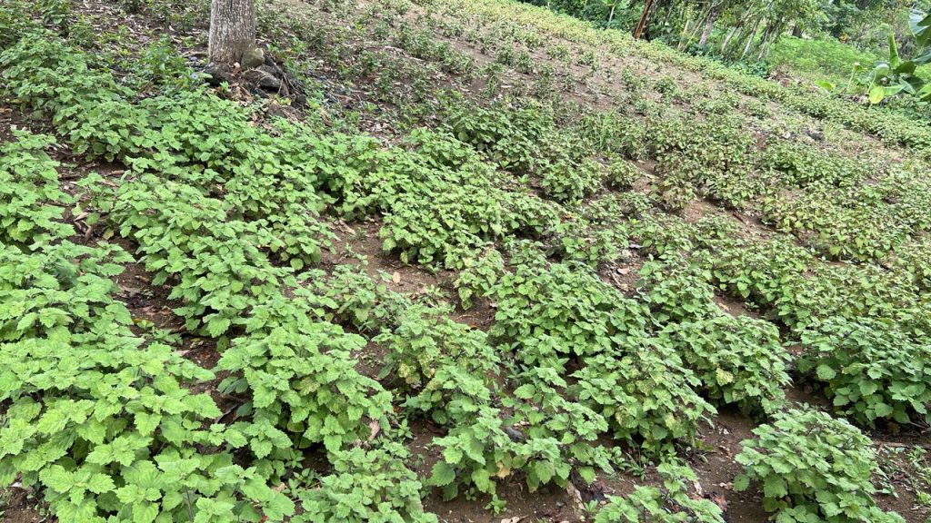 Patchouli field in Sulawesi, Indonesia – early-stage cultivation view